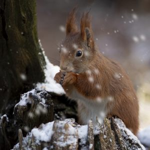 714 Fotograf  Joergen Kristensen  -  Squirrel 12  